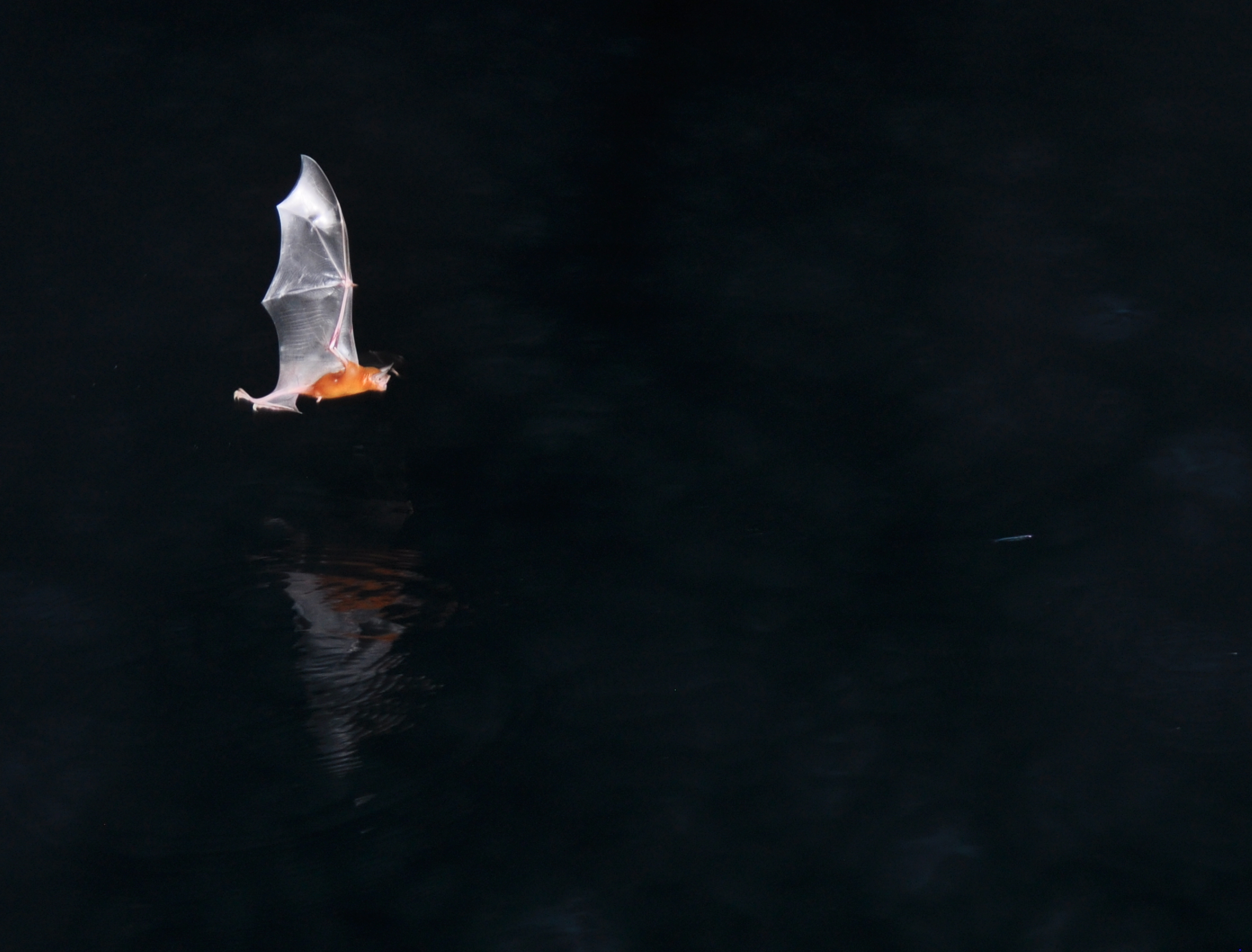<p>Bulldog Bat Fishing, photography © Jana Winderen</p>